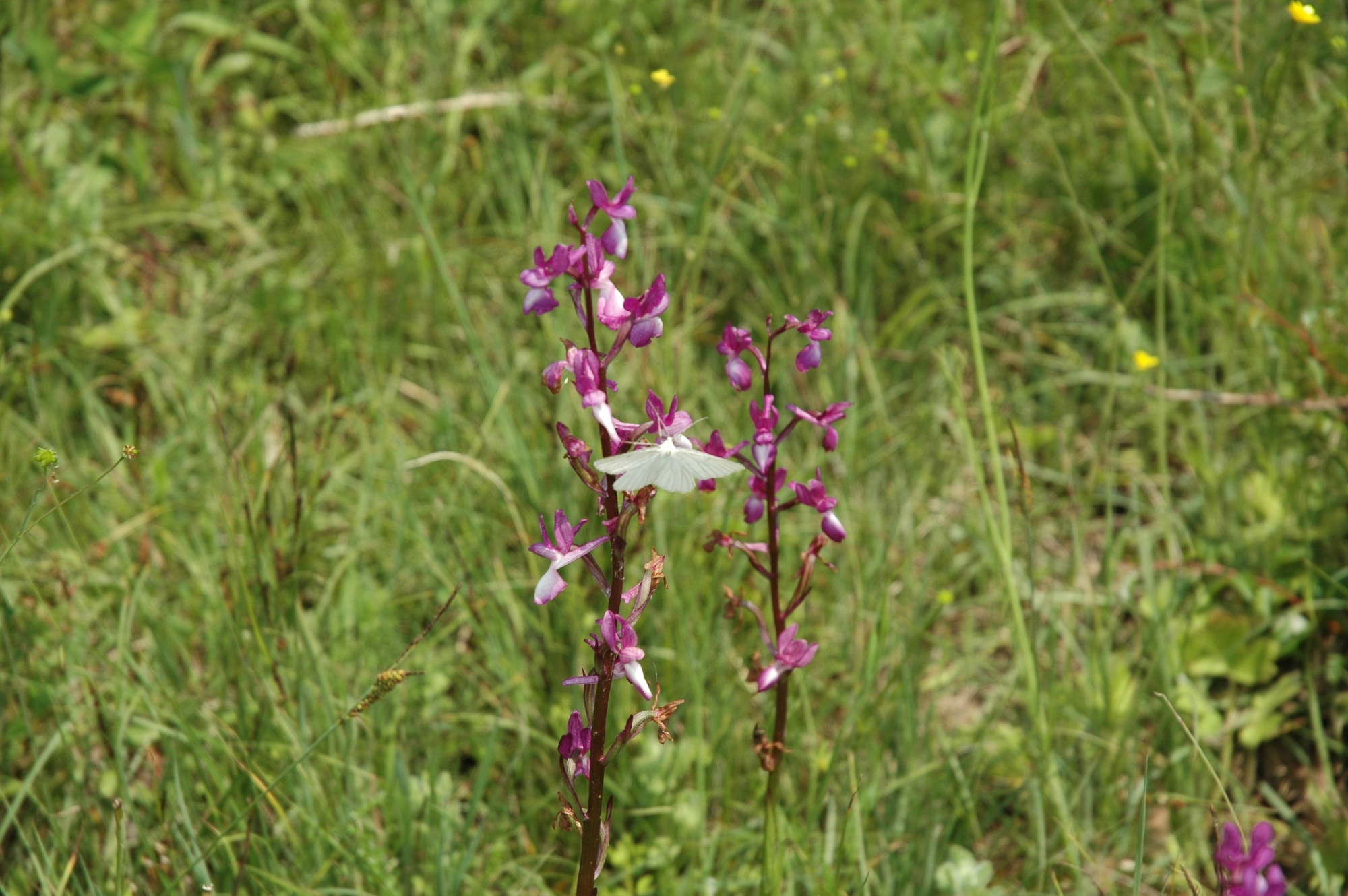 Un papillon blanc se pose sur une fleur violette à Bosco Rocconi