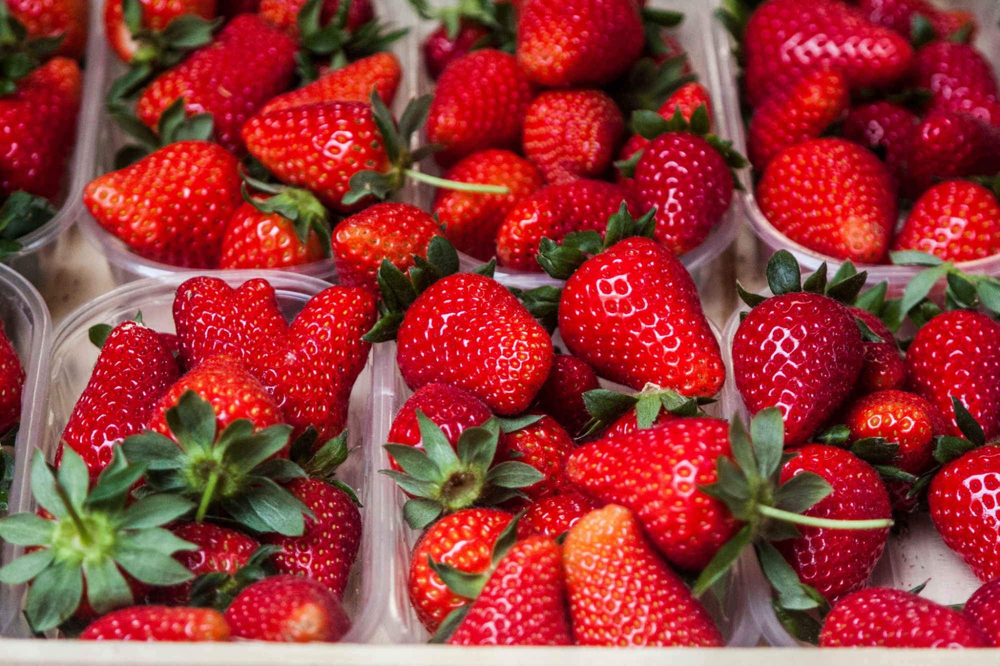 Les fraises de Terricciola