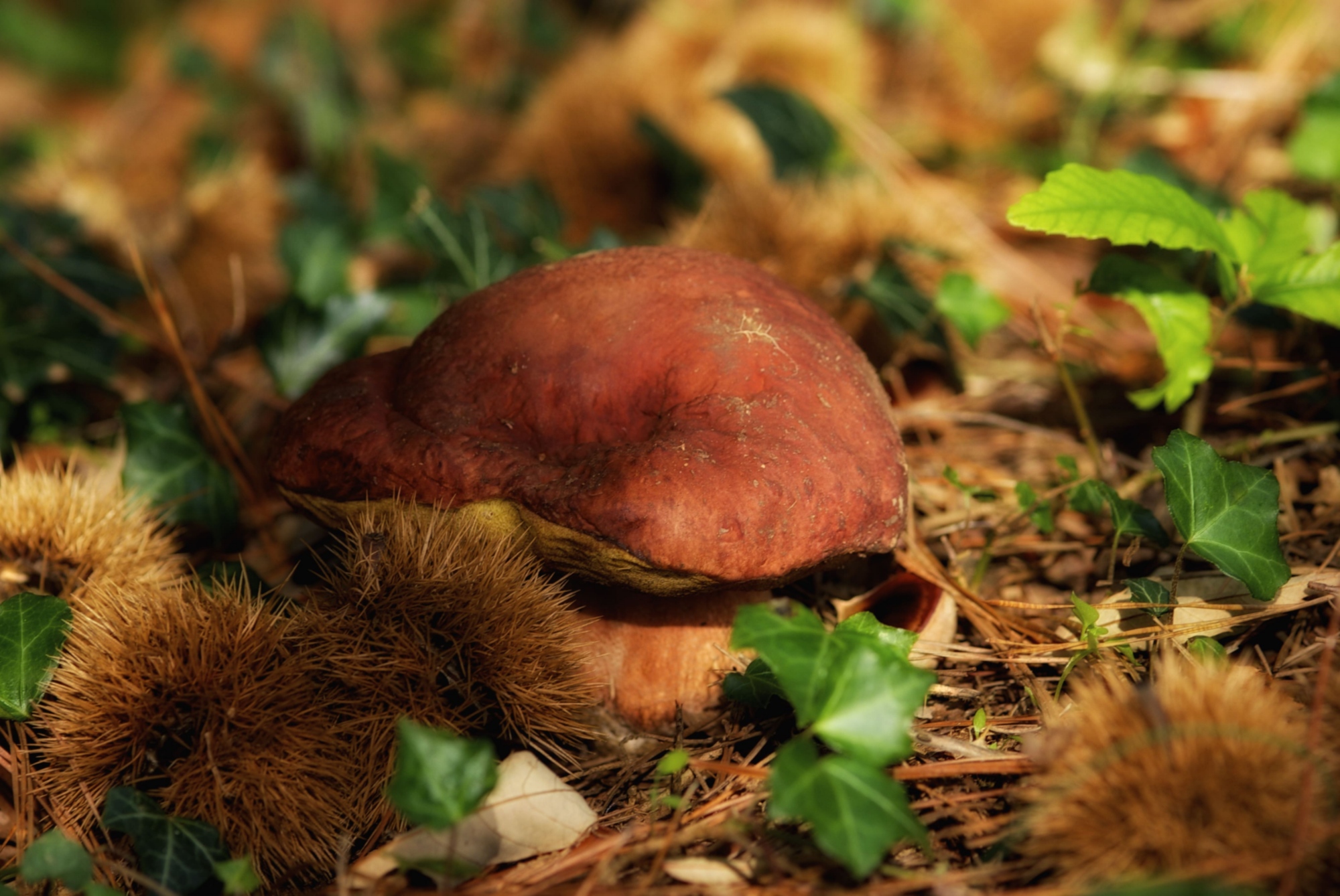 Un fungo Porcino nel bosco