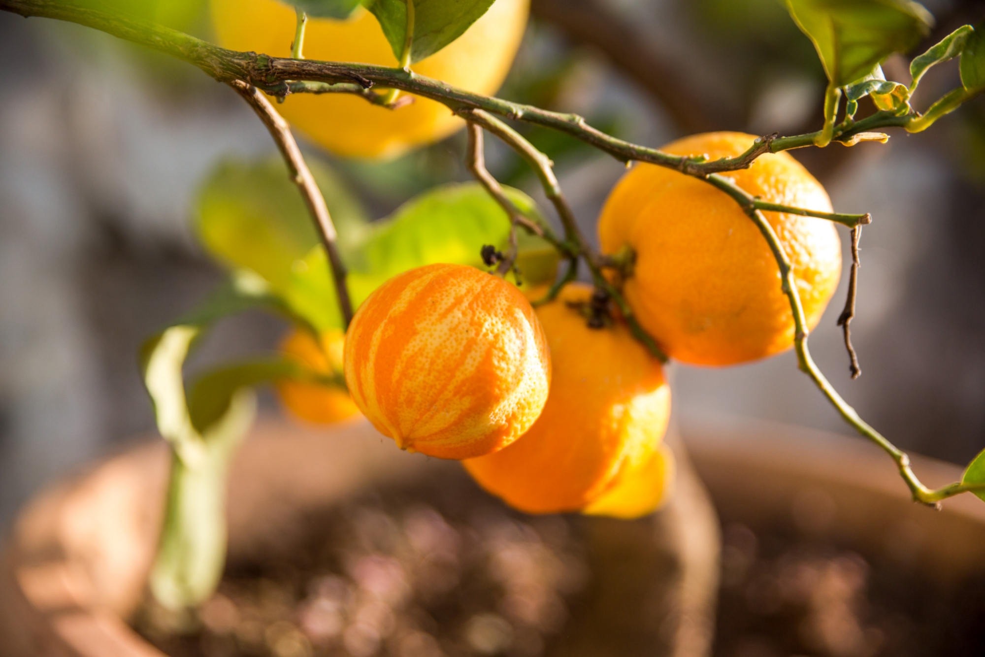 Bizarreries dans le jardin de la Villa Médicis de Castello
