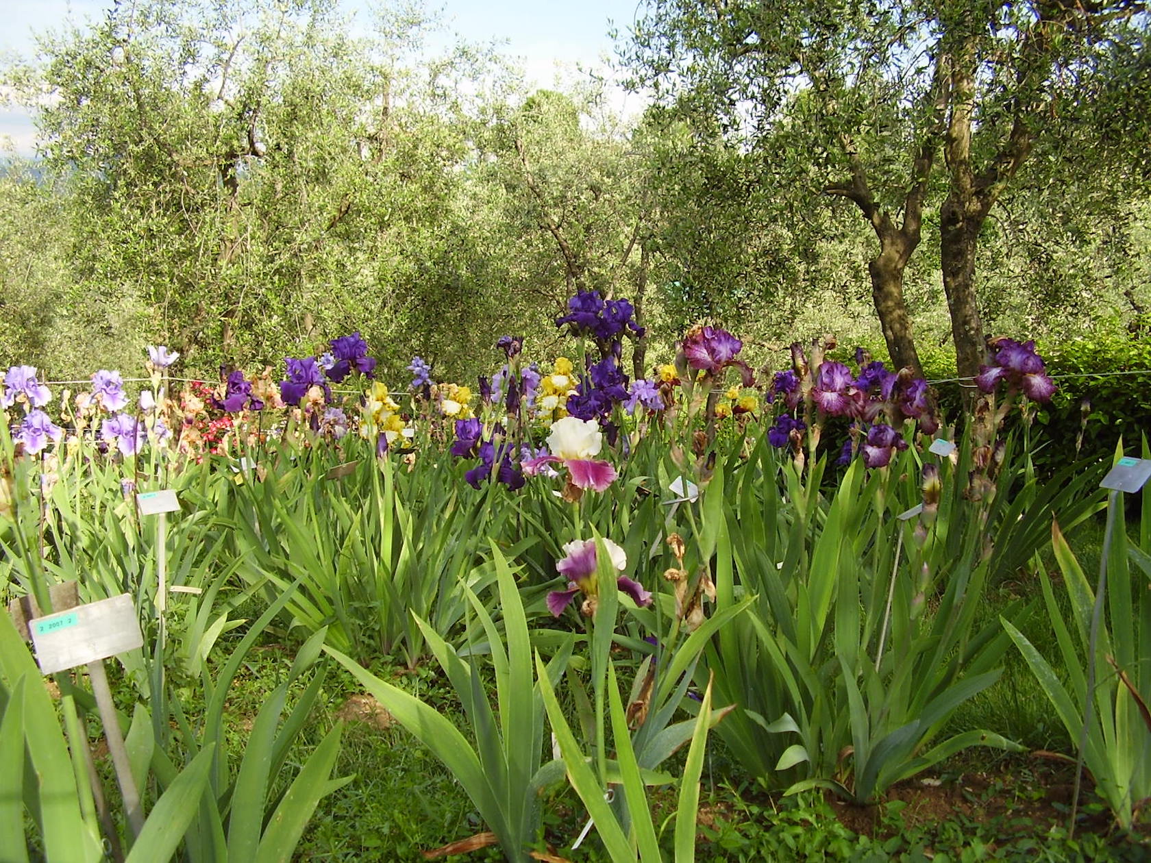 Le Jardin des Iris de Florence