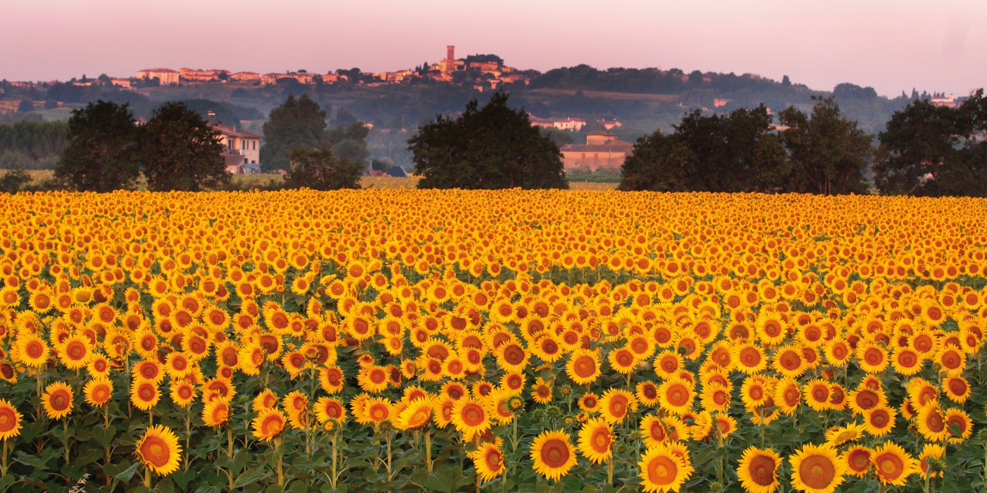 Un champ de tournesols à Santo Pietro Belvedere