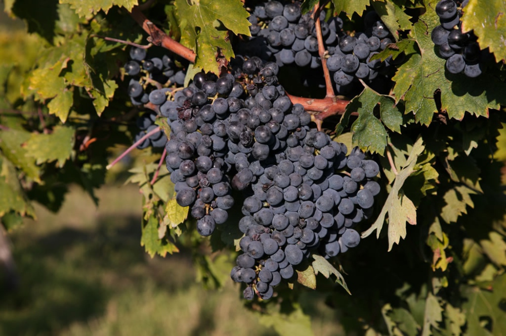 Musée de la Vigne et du Vin à Rufina