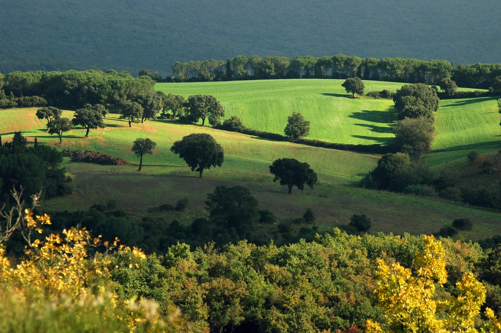 Campagne à Collesalvetti