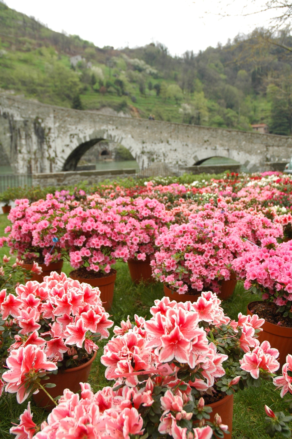 Azalées à Borgo a Mozzano