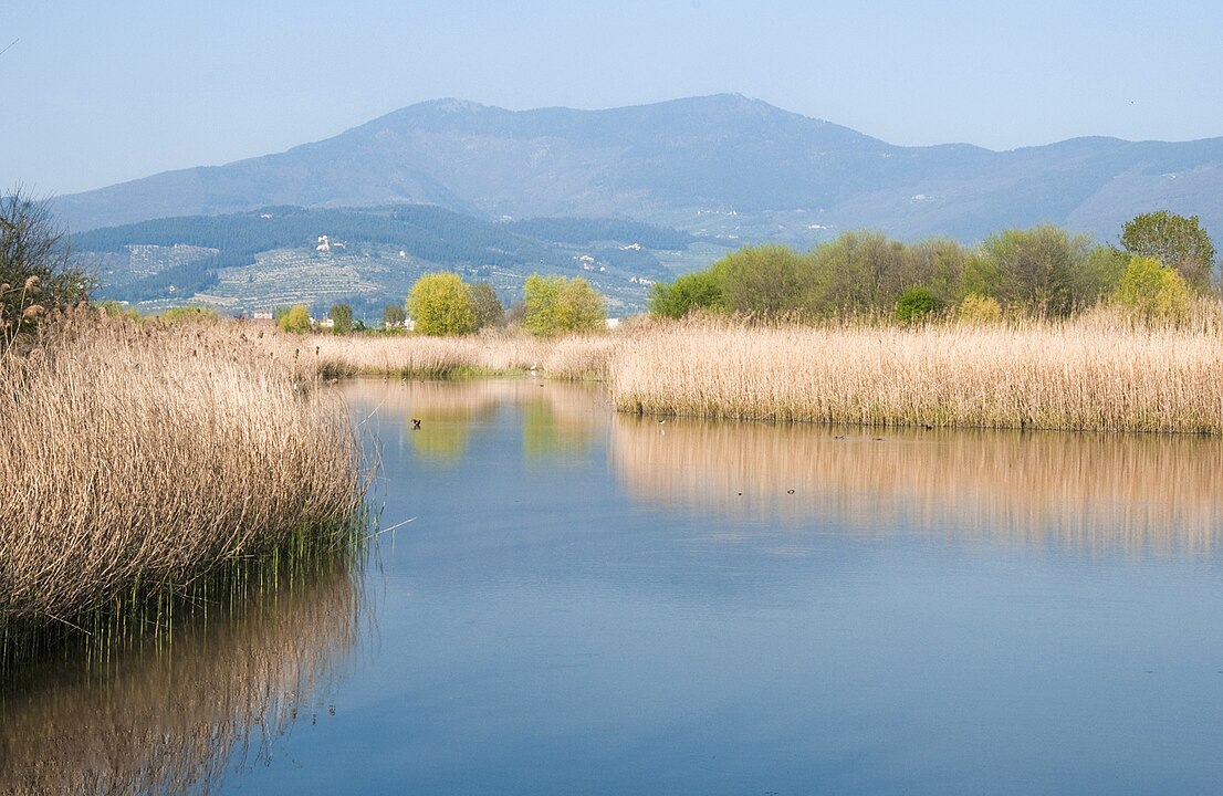 L’un des bassins lacustres de la zone naturelle protégée des étangs de Focognano, avec des roseaux et des montagnes en arrière-plan