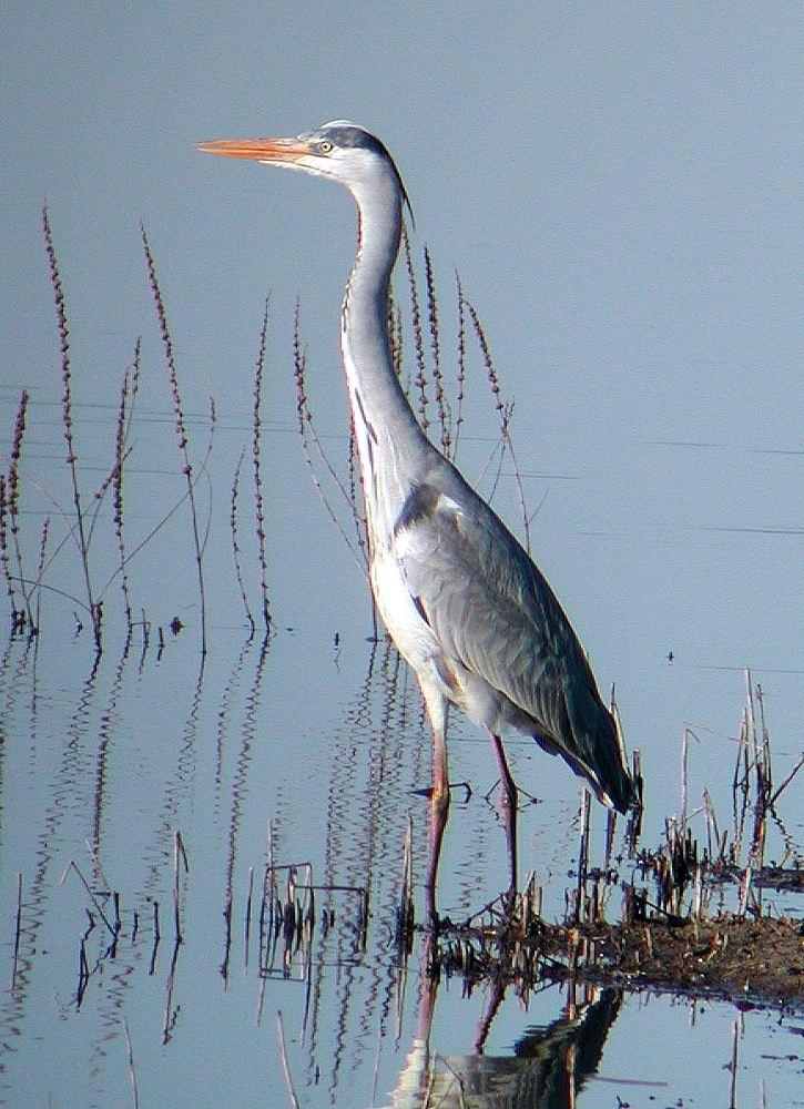 Un héron cendré au Marais de Fucecchio