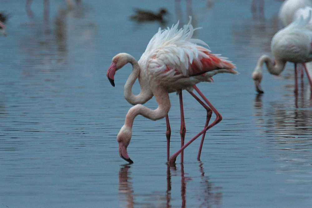 Flamants roses dans la Lagune