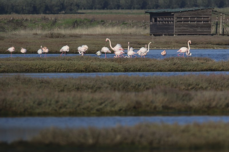 Oasis WWF Padule Orti Bottagone Piombino petit groupe de flamants roses