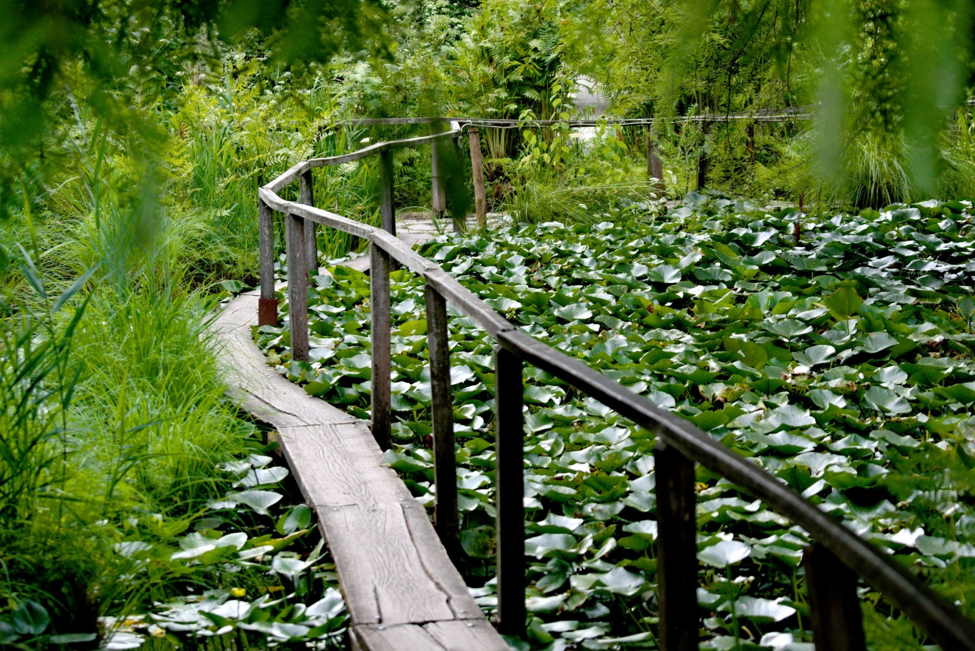 Bassin aux nénuphars dans le jardin botanique de Lucques