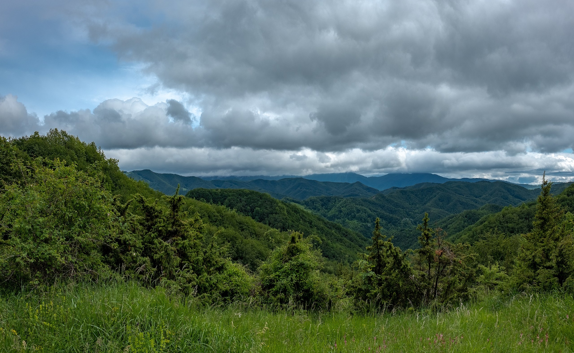 Dans les forêts des moines