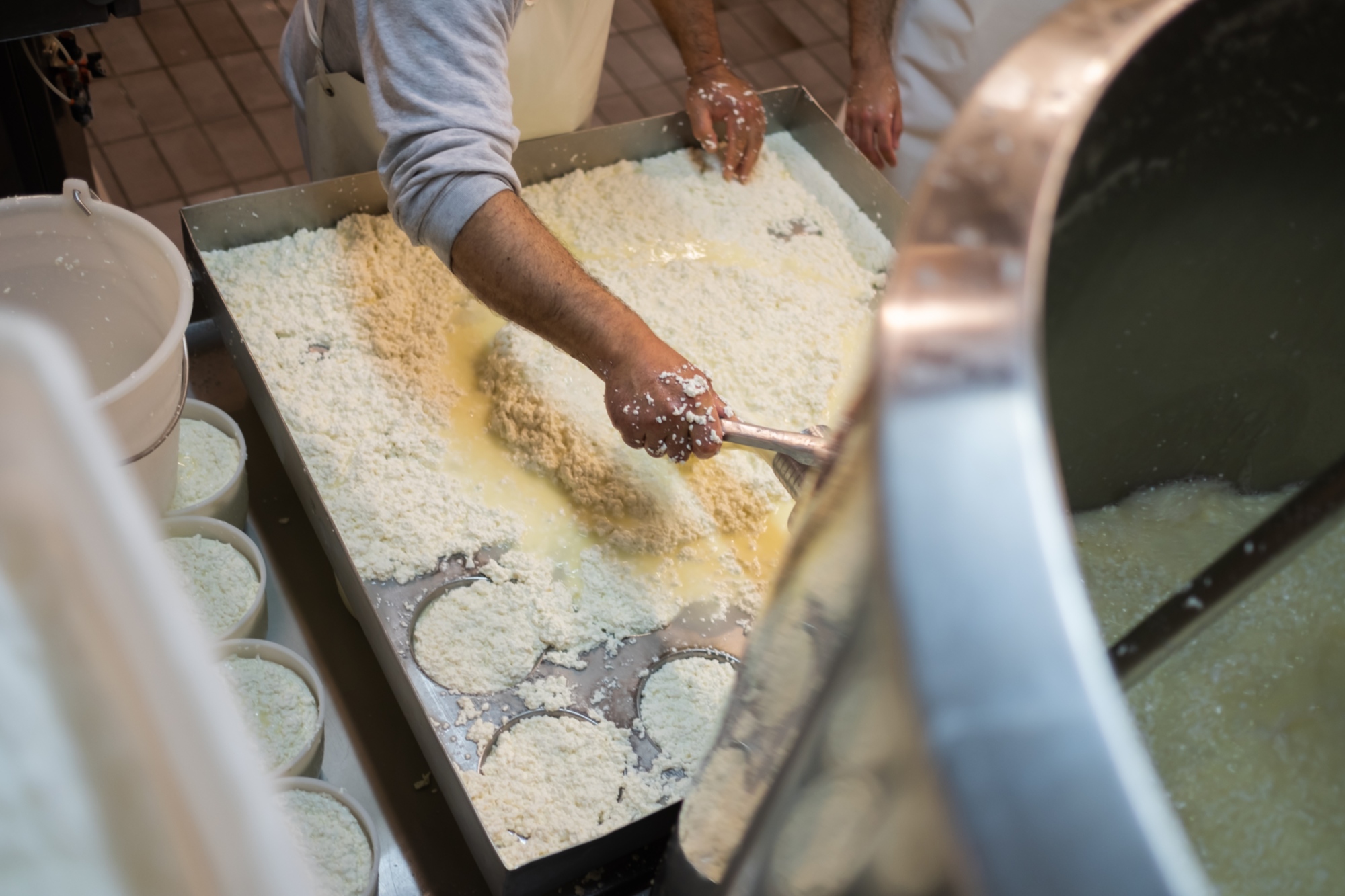 Les étapes du traitement du pecorino delle balze volterrane dop (aoc)