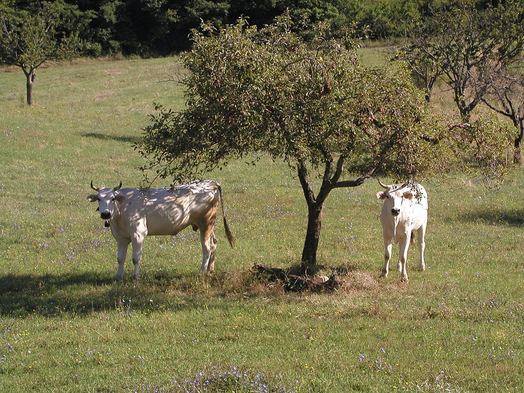 Pâturage du bétail Chianina