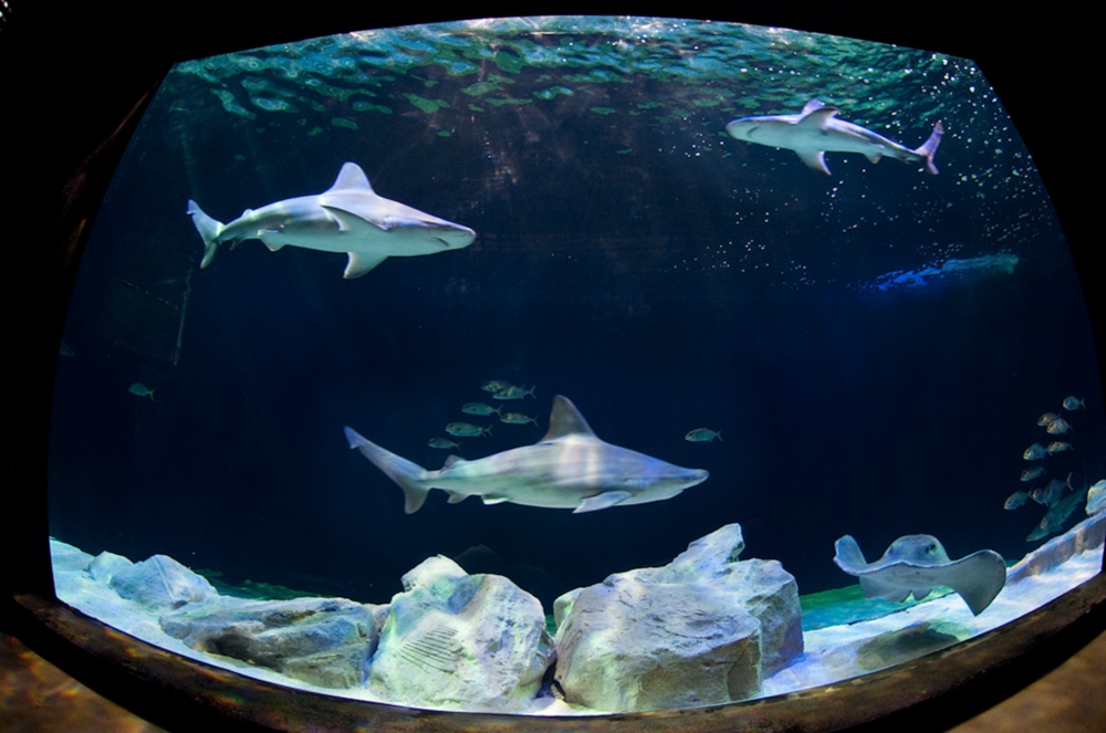 Les bassins de l’Aquarium