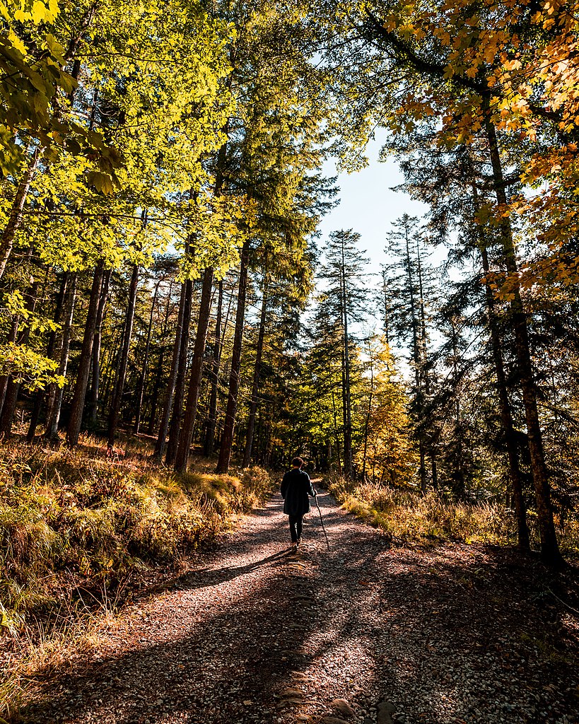 Forêt de Vallombrosa