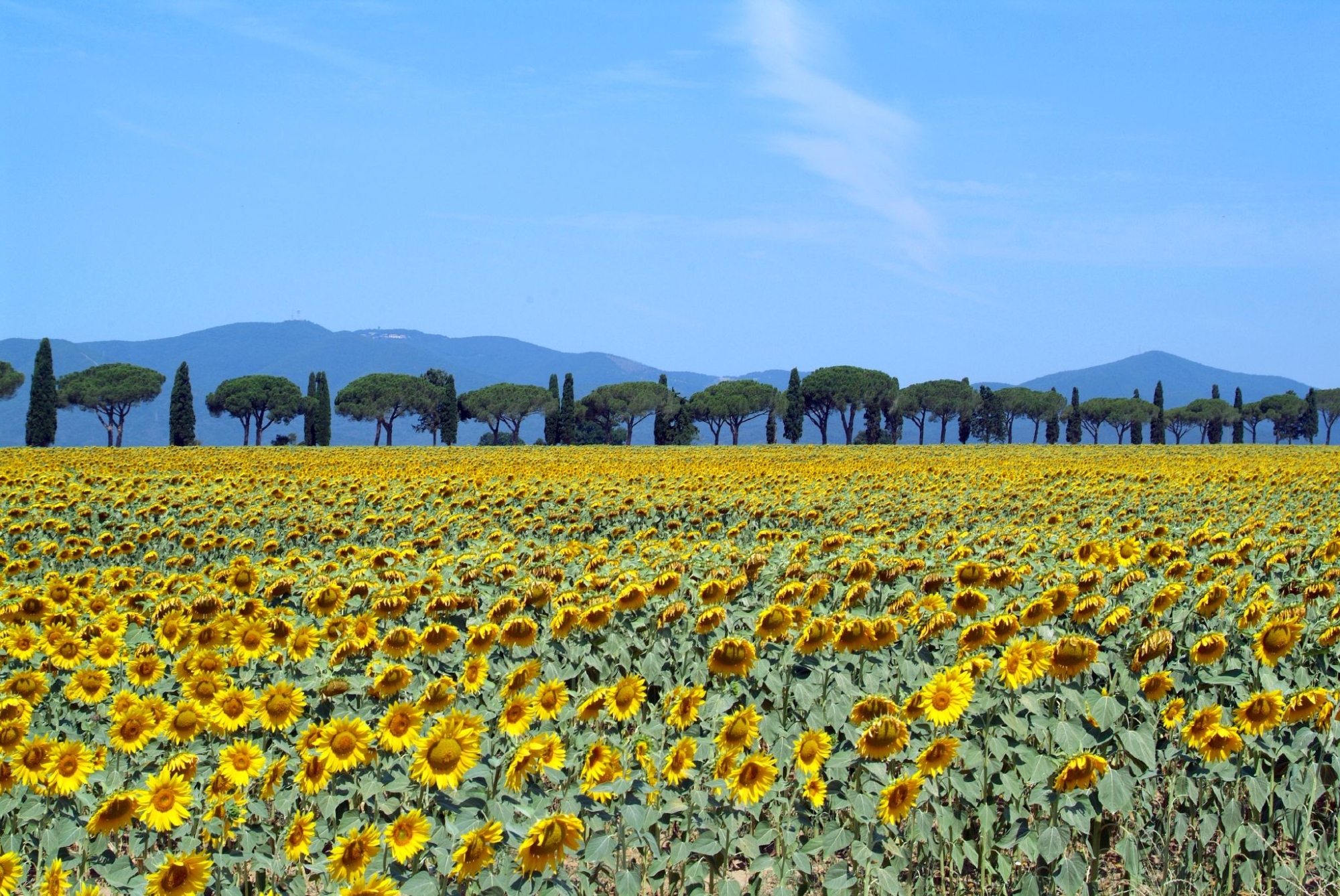 Champs de tournesols en Maremme