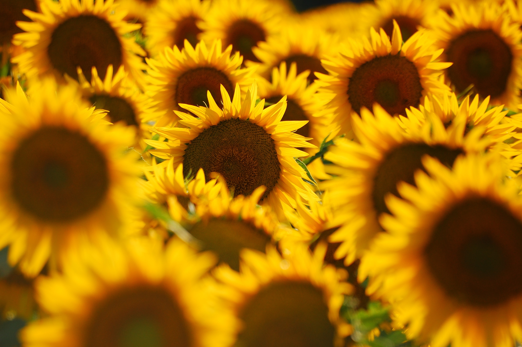 Tournesols en Toscane