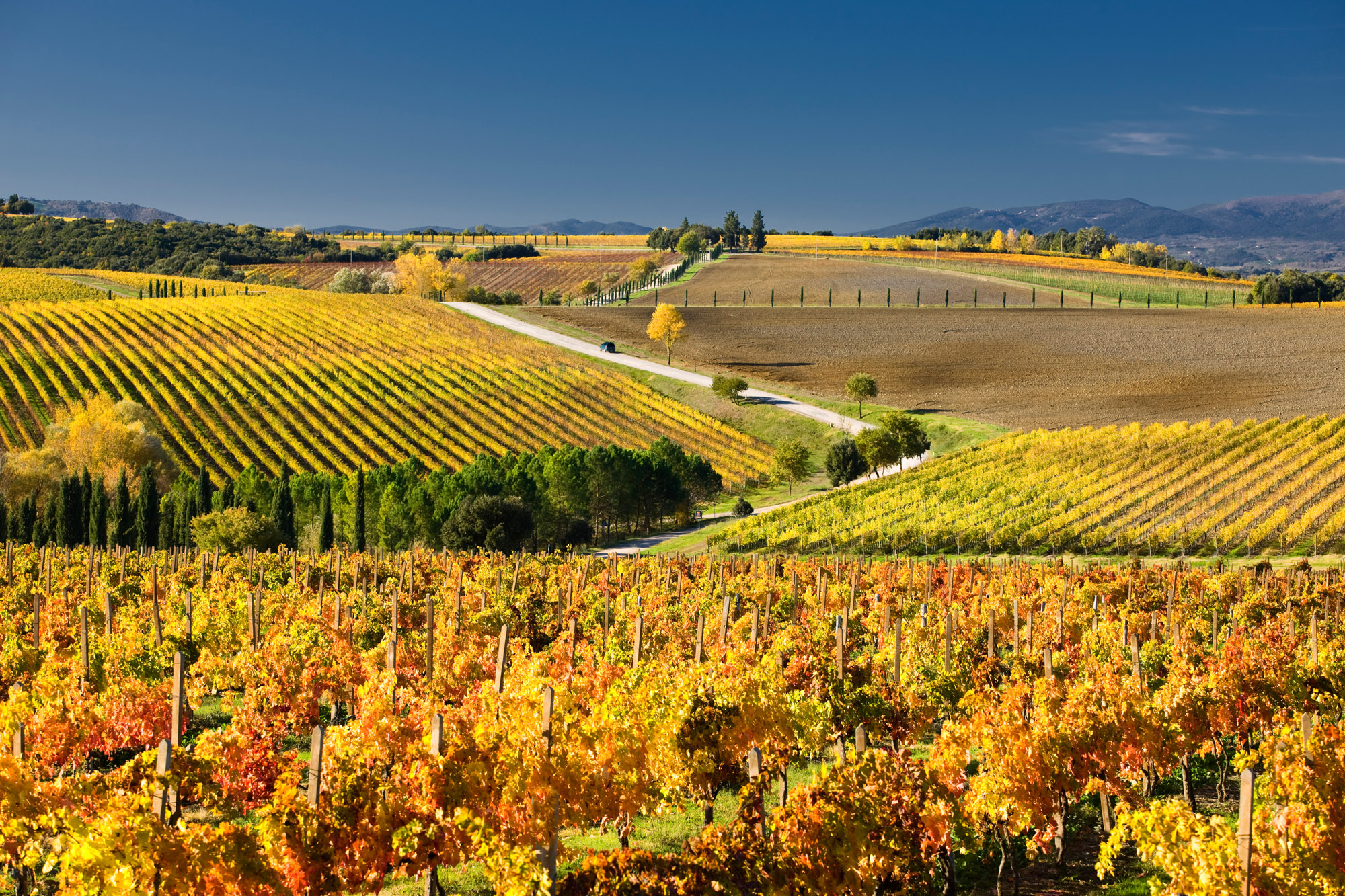 Les routes du vin et de l'huile