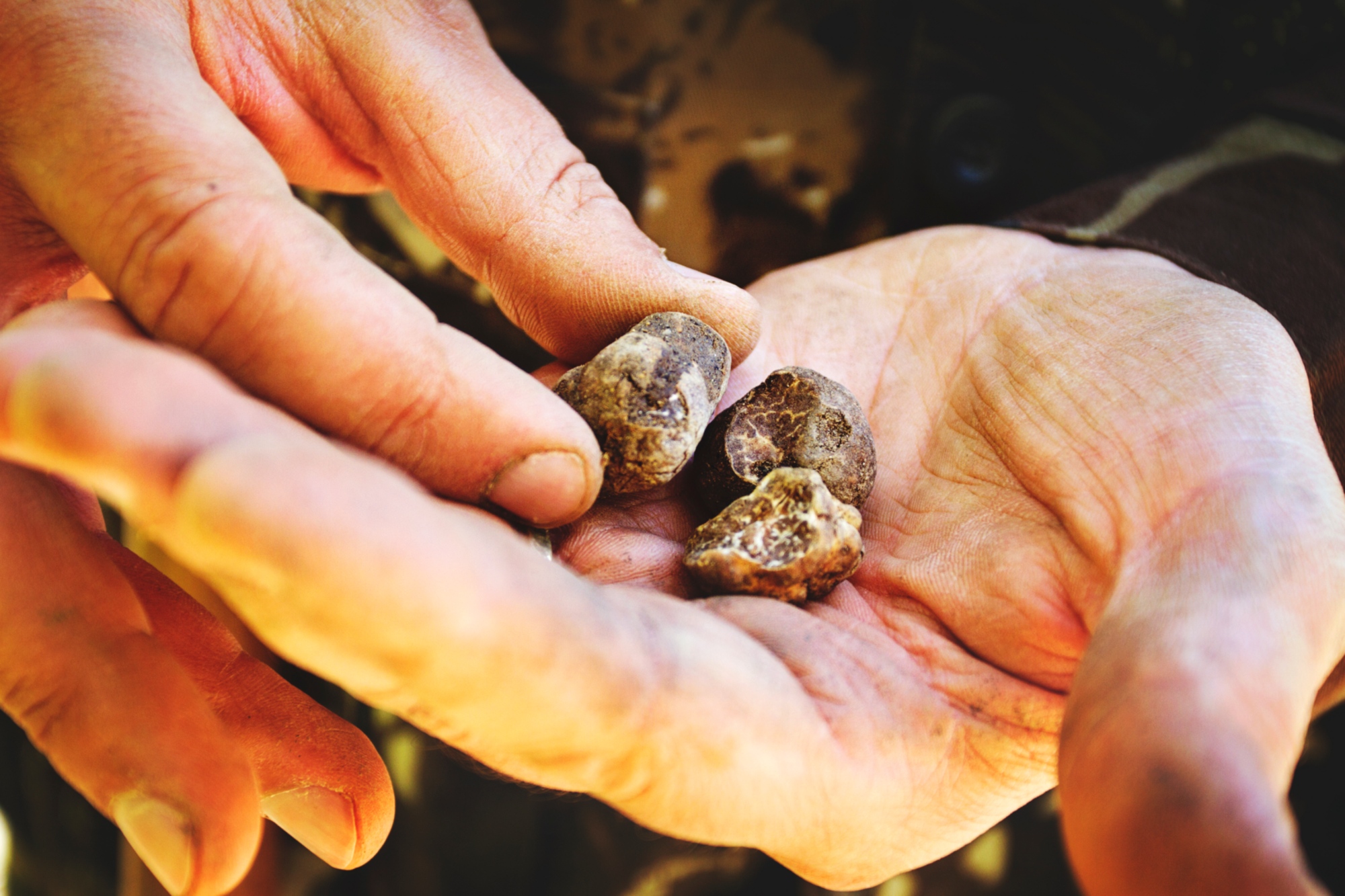 Chasse aux truffes à San Miniato