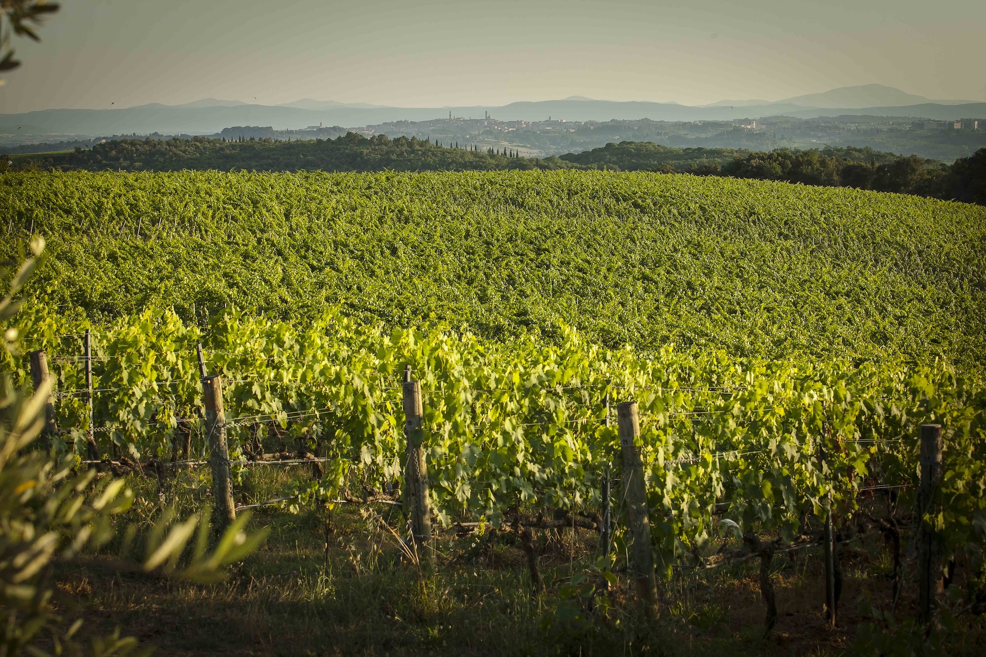 Les vignes de Castelnuovo Berardenga