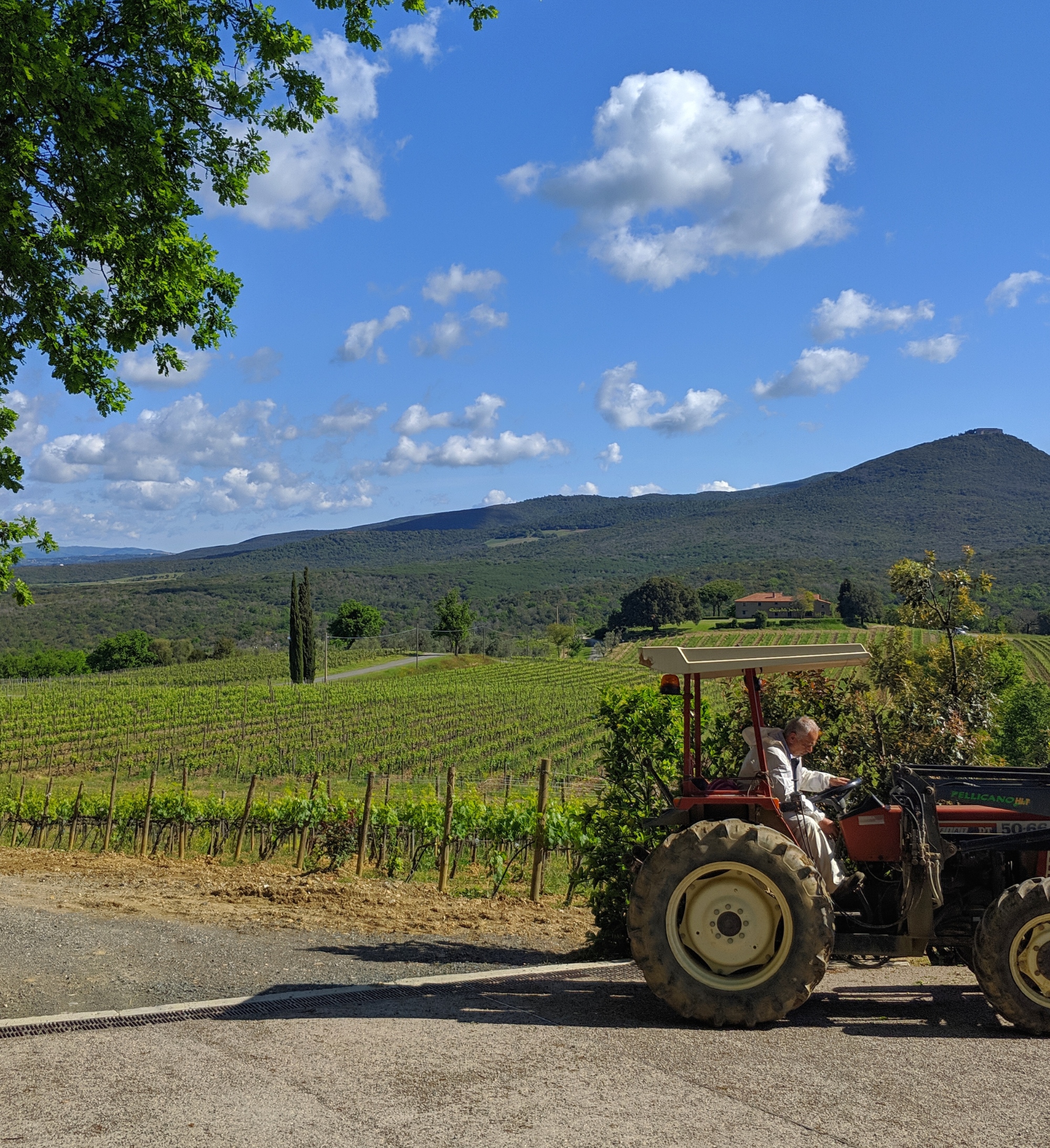 Vignoble entre Bolgheri et Castagneto Carducci