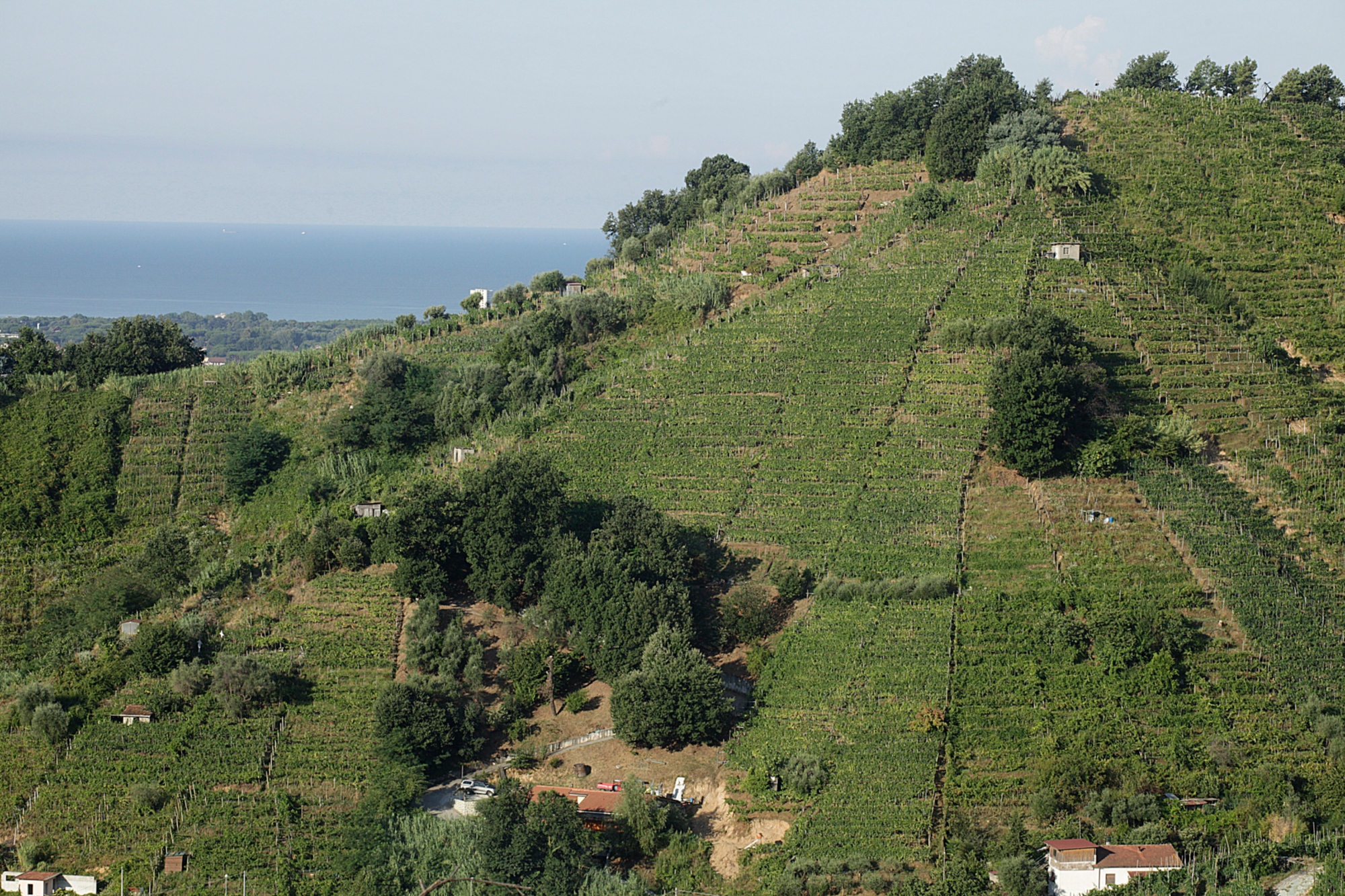 Vignobles de la région de la Lunigiana