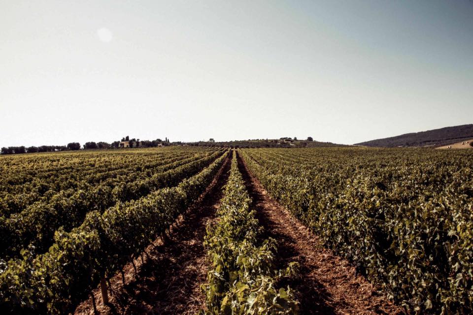 Vignobles de la campagne de Maremme